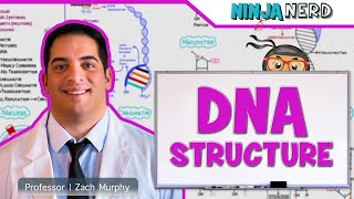 Cell Biology  DNA Structure amp Organization 🧬 [upl. by Eetnwahs]