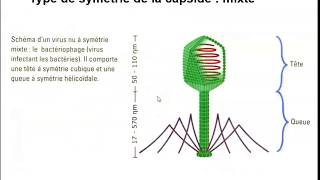 Types de virus et étapes de multiplication [upl. by Akinna]