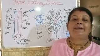 Human excretory system  class 11  Ch excretory products and their elimination  neet biology [upl. by Lemor]