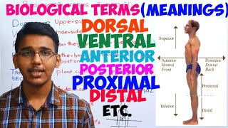 biological termsmeaningsdorsalventralposterioranterior proximaldistal [upl. by Ethelyn104]