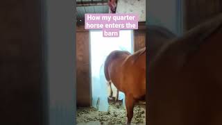 Quarter horse VS Thoroughbred trending love horse [upl. by Erastes]