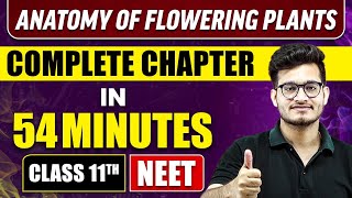 ANATOMY OF FLOWERING PLANTS IN 54 MINUTES  Full Chapter Revision  Class 11 NEET [upl. by Kempe110]