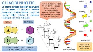 GLI ACIDI NUCLEICI [upl. by Ahsatin145]