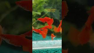 Albino Full Red Guppy  some facts gkgguppies8466 [upl. by Atnohs221]