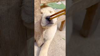 Sleeping Puppy Can’t Resist the Smell of Food [upl. by Newell680]