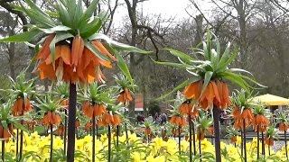 Fritillaria imperialis Aurora orange quotcrown imperialquot  FarmerGracycouk [upl. by Moreville694]