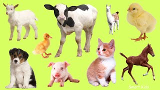 Learn names Baby Farm Animals in English  Learn Sounds of Cute Animals for Kids [upl. by Asus356]