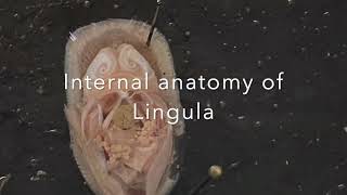 Phylum Brachiopoda Lingula Dissection [upl. by Petunia]