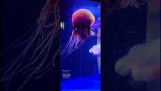 Lions mane jellyfish The giant jellyfish [upl. by Mose329]