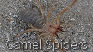 The Truth About Camel Spiders [upl. by Ylim]