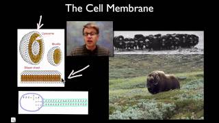 The Cell Membrane [upl. by Mcgray975]