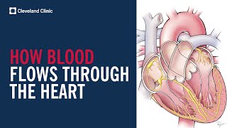 How Blood Flows Through the Heart [upl. by Ardnuat]