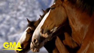 Budweiser brings back Clydesdales in 2024 Super Bowl ad [upl. by Eatnwahs]