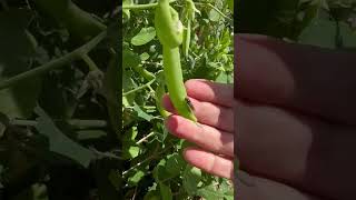 So Many Peas  Harvesting My Snow and Snap Peas [upl. by O'Conner]