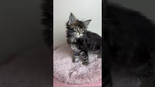 Maine Coon Kitten Maleficent of Dantes Peak [upl. by Lynsey539]