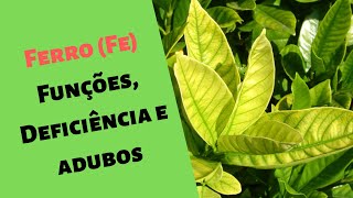 Natural e gratis ferro para qualquer planta  Adubação ferro  Adubo fácil e gratis [upl. by Accem]