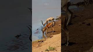 Impala And Grants Gazelle Comparison Wildlife  ShortsAfrica 100Shorts2024 [upl. by Cathee]