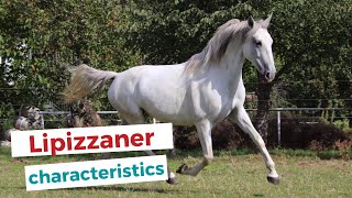 Lipizzan horse  characteristics origin amp disciplines [upl. by Ataynek]