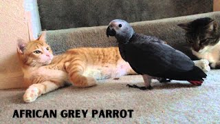 Get to Know African Grey Parrot  The Genius Bird [upl. by Gastineau]