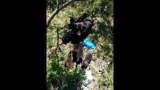 cute little puppies near Poonch river Azad kashmir [upl. by Maice715]