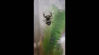 Regal Jumping Spider Sliding Down Enclosure [upl. by Waring]