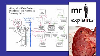 mr i explains Kidneys for KS4  Part 4 The Role of Kidneys in Osmoregulation [upl. by Bink489]