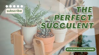 The perfect succulent for beginners Haworthia Fasciatta Zebra Haworthia [upl. by Oicneconi]