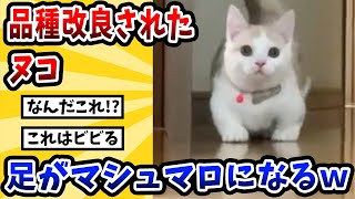 【2ch動物スレ】品種改良されたヌコ→足が特大マシュマロになるｗｗｗｗｗ [upl. by Ahteral968]