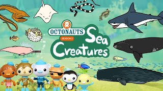 Octonauts sea creatures 3  Sea animals in the Octonauts season 2  Kids Draw [upl. by Levona336]