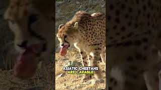 Asiatic Cheetah Facts 🐆 [upl. by Abram644]