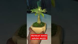 Membuat Bonsai Sukulen Sendiri bahan Dorstenia aridzona sukulen dorstenia [upl. by Tireb]