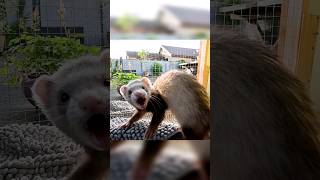 The Ferrets Motion Detection Hack is OP [upl. by Urbana]