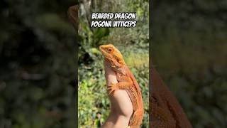 Bearded Dragon Pogona vitticeps 🙌🏼🦎🌏 wildlife nature animals education dragon lizard [upl. by Ahsinik971]