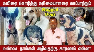 Mandai Dogs  உயிரை கொடுத்து உரிமையாளரை காப்பாற்றும் மண்டை நாய்கள் Part 2  Indian Dog Breed [upl. by Merdith555]