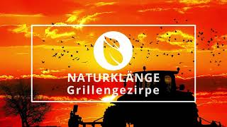 Naturklänge  Grillengezirpe  Geräusche der Natur  Naturatmosphäre mit Grilllen Vögeln und Wind [upl. by Hanforrd]