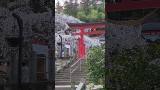 2024年4月4日小川諏訪神社樹齢650年以上のシダレザクラ2020東京五輪JOCAクーベルタンブロンズ像作者の湯川隆のアトリへの途中にある [upl. by Ailsun]