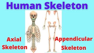 Axial Skeleton  Appendicular skeleton  Anatomy of skeleton  Human Anatomy and Physiology [upl. by Francesco651]