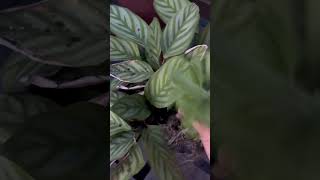 Calathea Plant Care outdoorCalathea plantcalatheaplantsbysarushortsyoutubeshorts [upl. by Negriv]