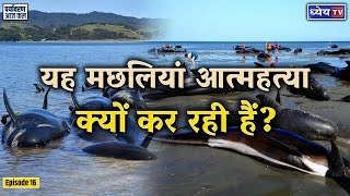 Cetacean stranding  What is whale stranding and why does it happen [upl. by Kries]