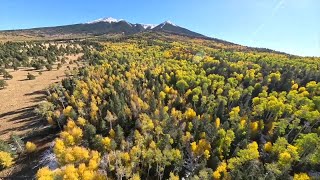 Explore Arizona Flagstaff LEAFometer shows stages of changing fall leaves [upl. by Ailemak986]