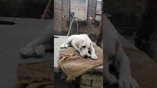 Labour dog Viral video Youtubeshort short video funny video 📸 [upl. by Rotow]