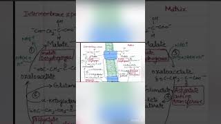 Malate Aspartate Shuttlegluconeogenesis shuttlesofNADH ytshortsbiochemistrynotesviralvideo [upl. by Butterworth794]