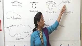 Morphogenesis of brain Lecture BSc Zoology by Priya Rathore [upl. by Tegirb]