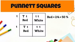 Punnett Square Basics  monohybrid cross [upl. by Olegnaleahcim]