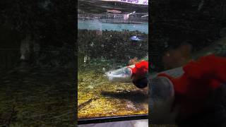 arapaima attack 😱😩 ytshorts arapaimafish youtubeshorts cant escape big data arapaima [upl. by Notreve]