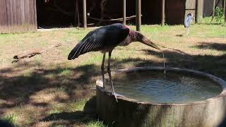 Marabou storks foraging drinking social behaviour and sunbathing with a hooded vulture [upl. by Encratis]