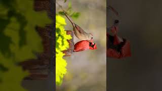 Northern Cardinal Cardinalis cardinalis Pair  Observed in Description [upl. by Yecaj16]