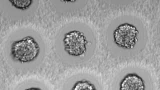 Reproducible spheroid formation 2  hydrogel wells using PRIMO [upl. by Elyrrad]