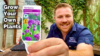 How To Grow Your Own Plants From SEED  Verbena Bonariensis [upl. by Ulrich]