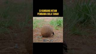 PERJALANAN SI KUMBANG HITAM PEMBAWA BOLA alurceritaflim film [upl. by Lrad82]